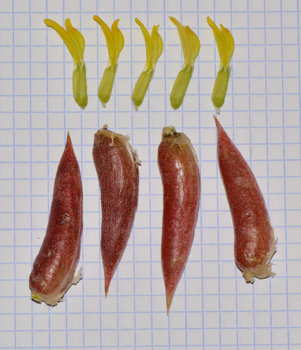 Image of Astragalus sieberi specimen.