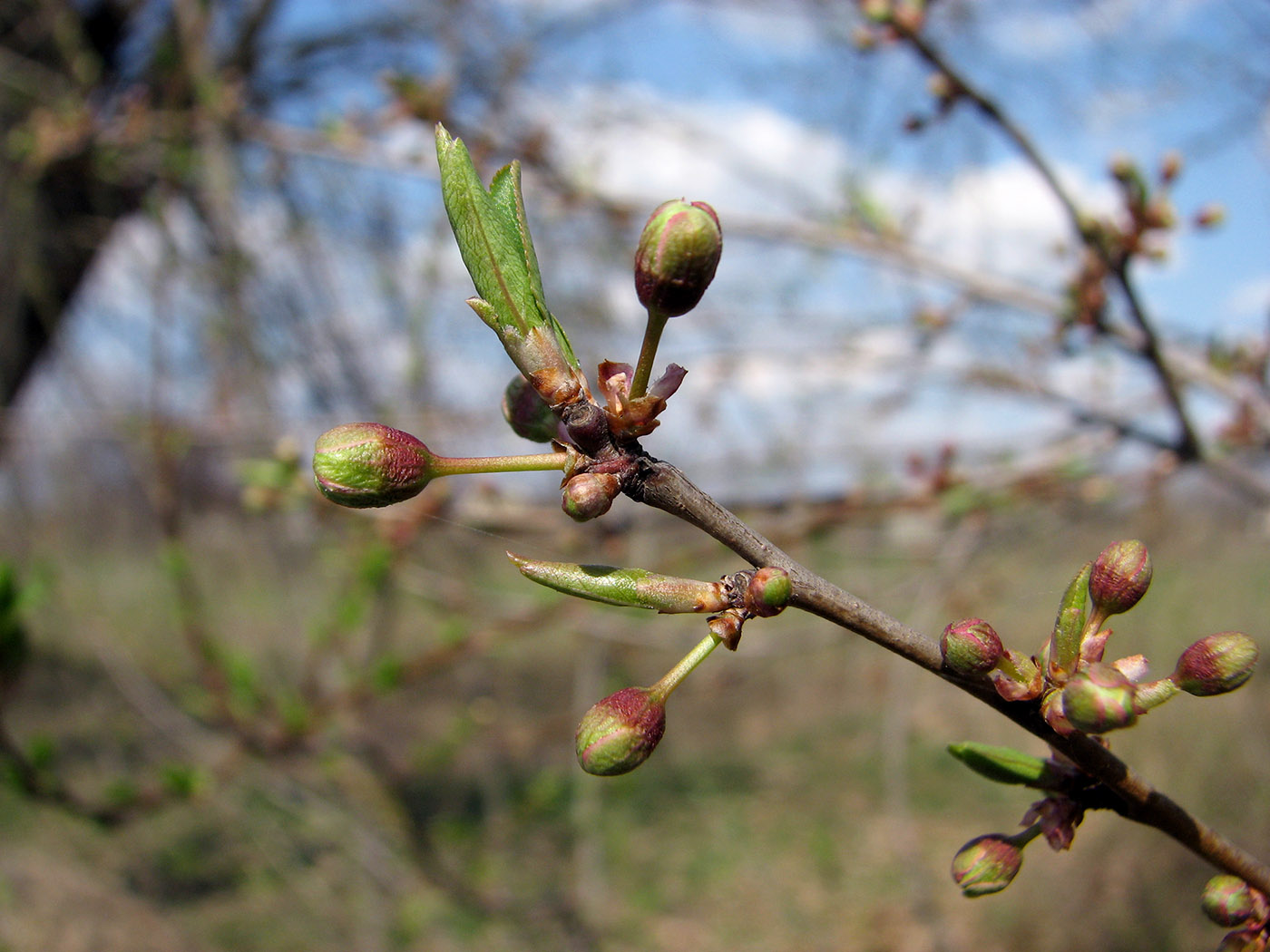 Image of familia Rosaceae specimen.