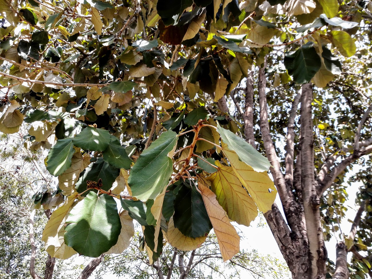 Изображение особи Pterospermum acerifolium.