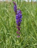 Salvia tesquicola. Соцветие. Украина, г. Запорожье, балка возле трассы на Васильевку, южнее Опытной станции, степь. 03.06.2016.