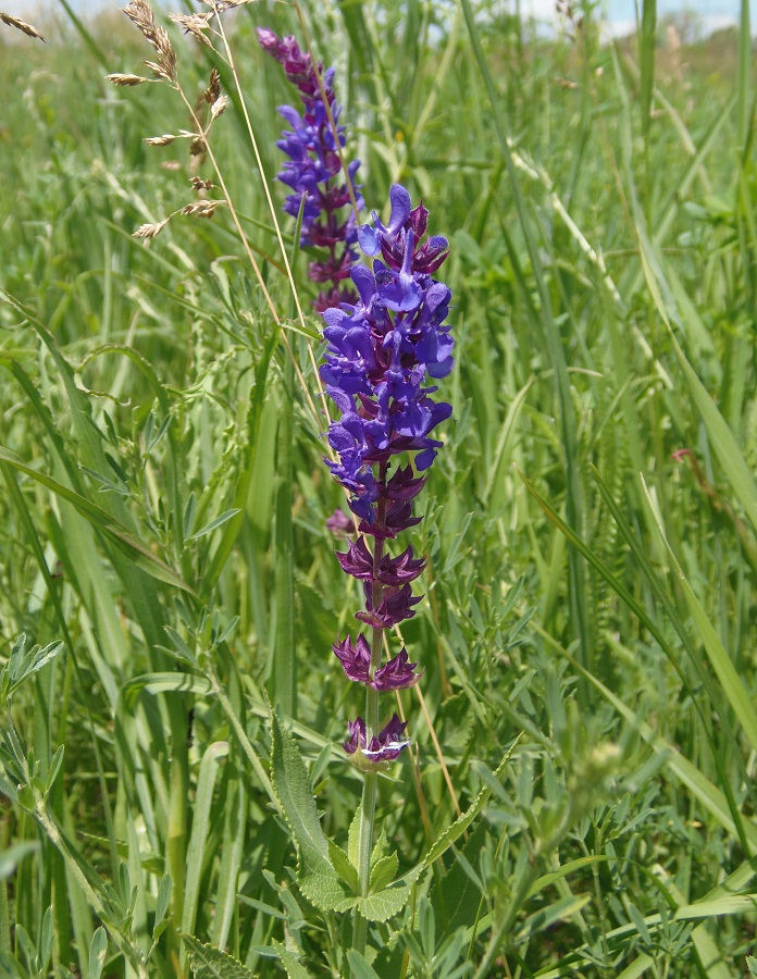 Изображение особи Salvia tesquicola.