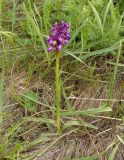 Anacamptis morio ssp. caucasica