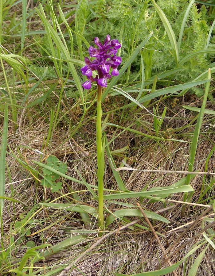 Image of Anacamptis morio ssp. caucasica specimen.