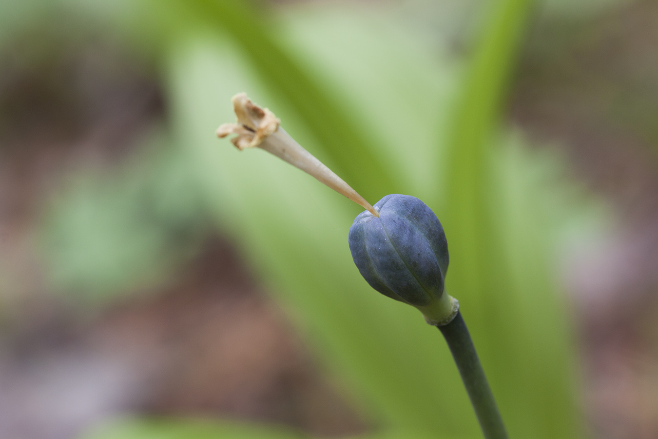 Image of Erythronium sibiricum specimen.