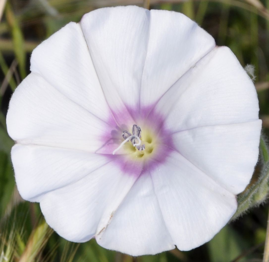 Image of Convolvulus betonicifolius specimen.