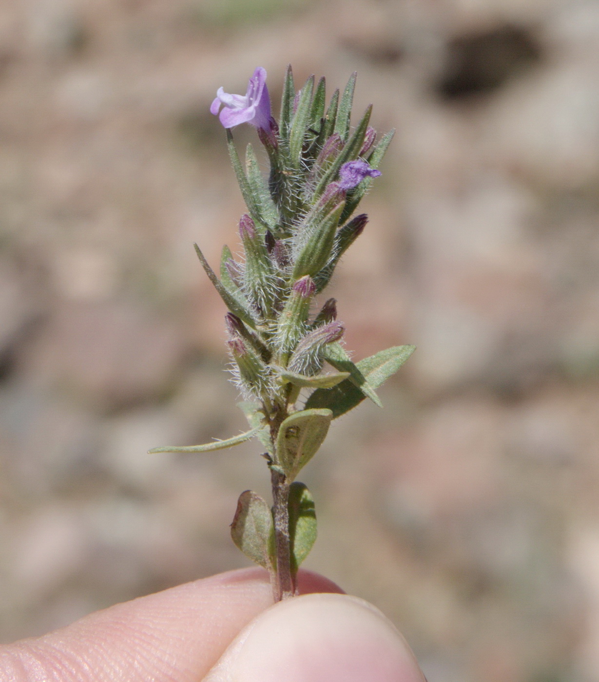 Image of Ziziphora tenuior specimen.