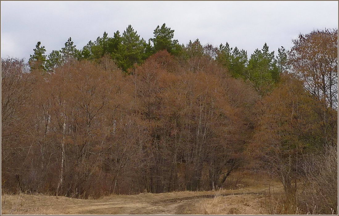 Изображение особи Alnus glutinosa.