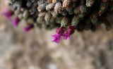 Saxifraga columnaris. Фрагмент цветущего растения. Республика Северная Осетия-Алания, Скалистый хребет, массив Кариухох, ≈ 2700 м н.у.м. 14.05.2017.