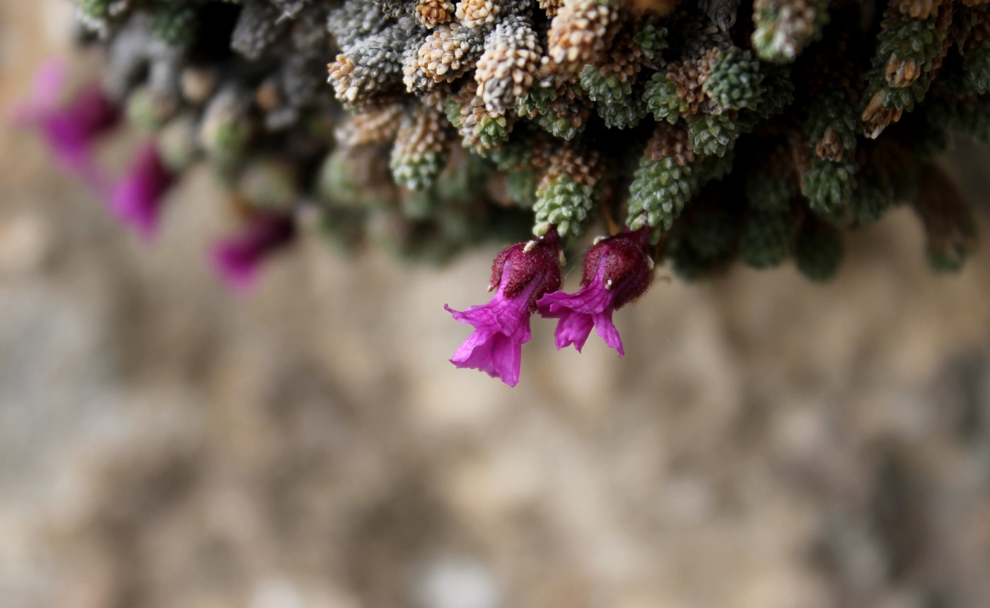 Image of Saxifraga columnaris specimen.