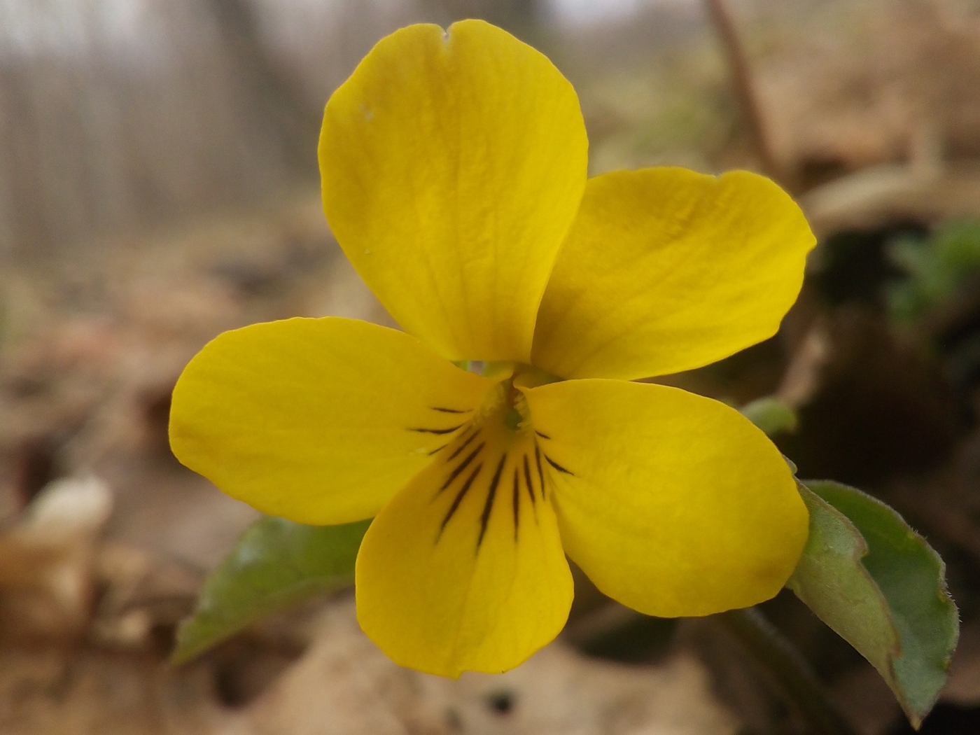 Image of Viola xanthopetala specimen.