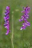 Image of taxon representative. Author is Виктор Шмонин
