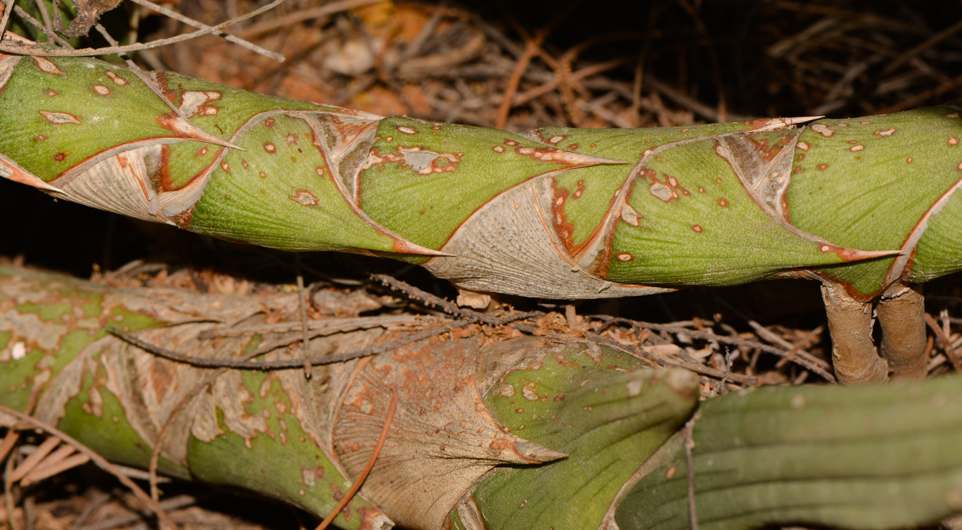 Изображение особи Sansevieria cylindrica.