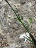 Dianthus xylorrhizus