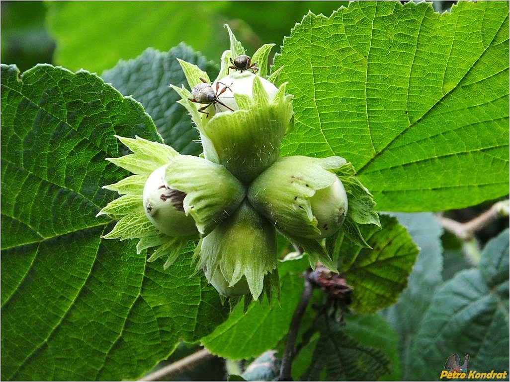 Image of Corylus avellana specimen.