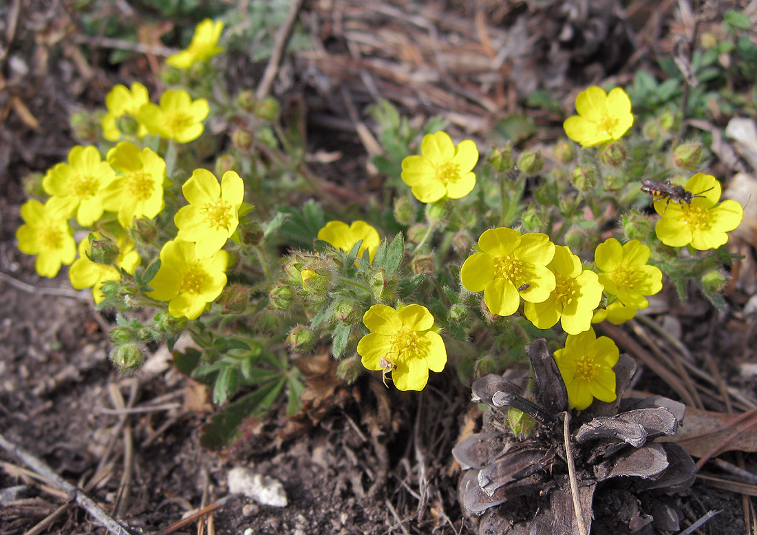 Изображение особи Potentilla humifusa.