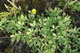 Potentilla incana