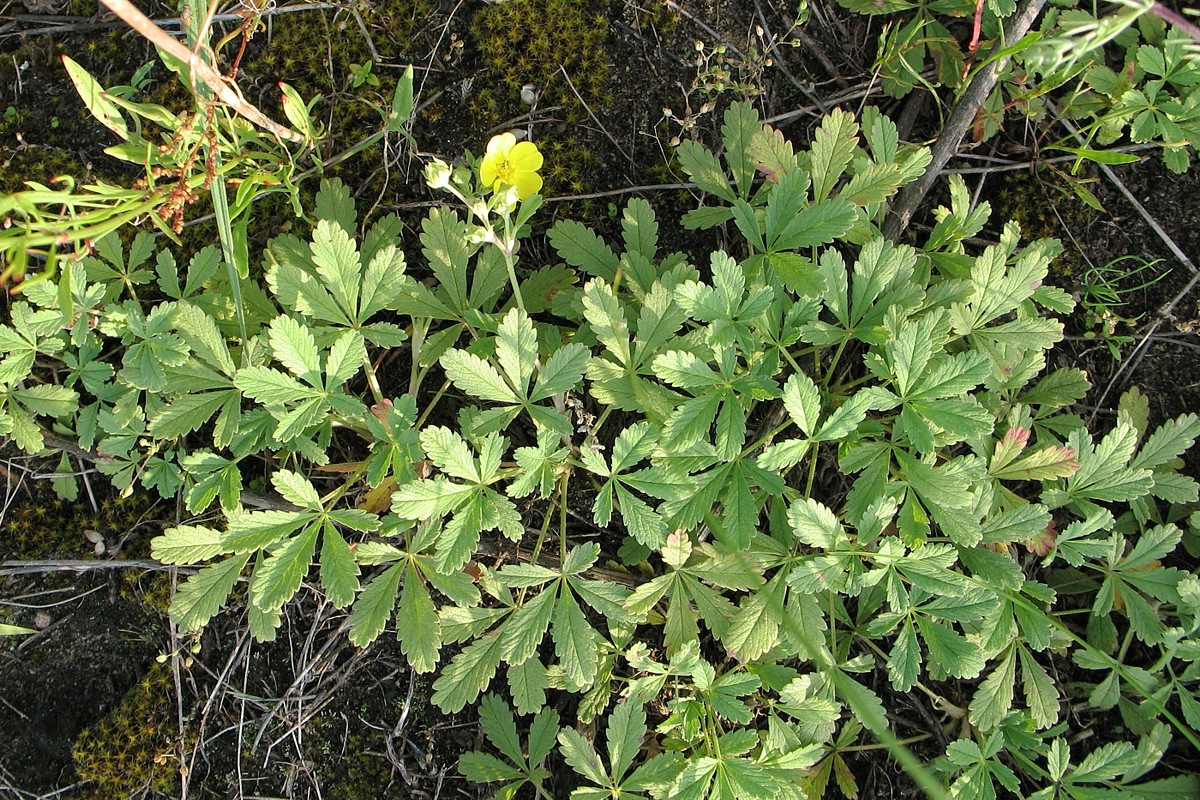 Изображение особи Potentilla incana.