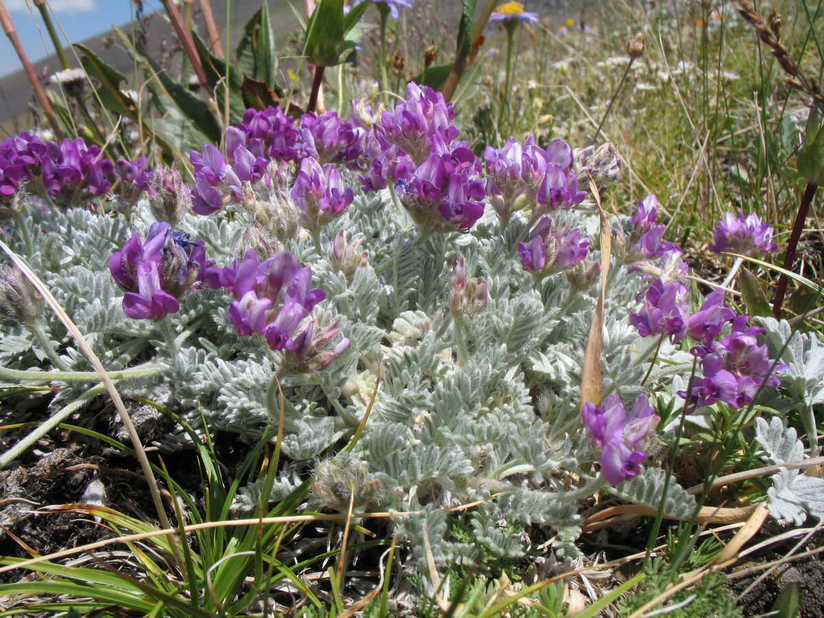 Изображение особи род Oxytropis.