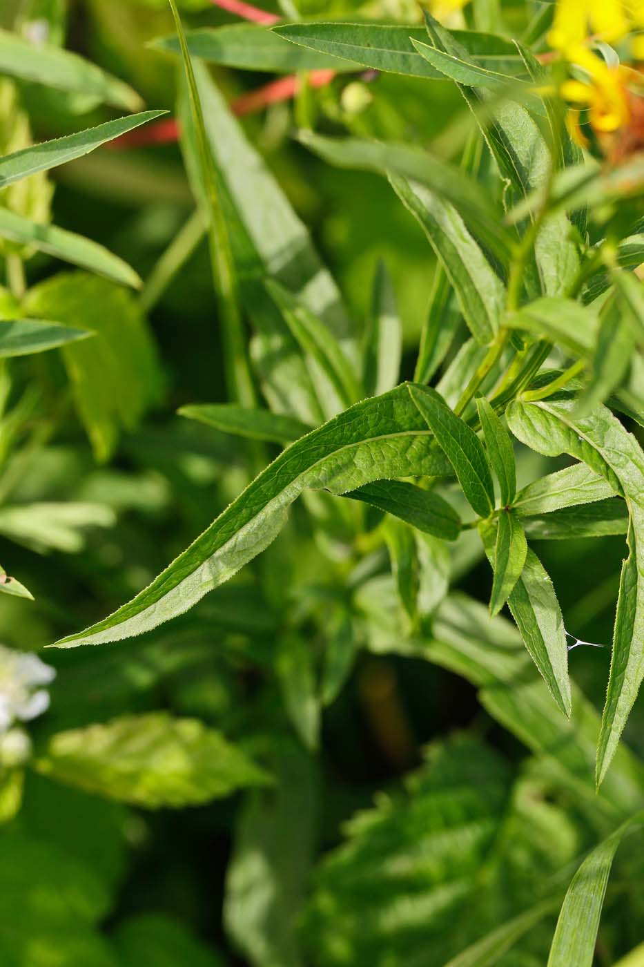 Image of Inula salicina specimen.