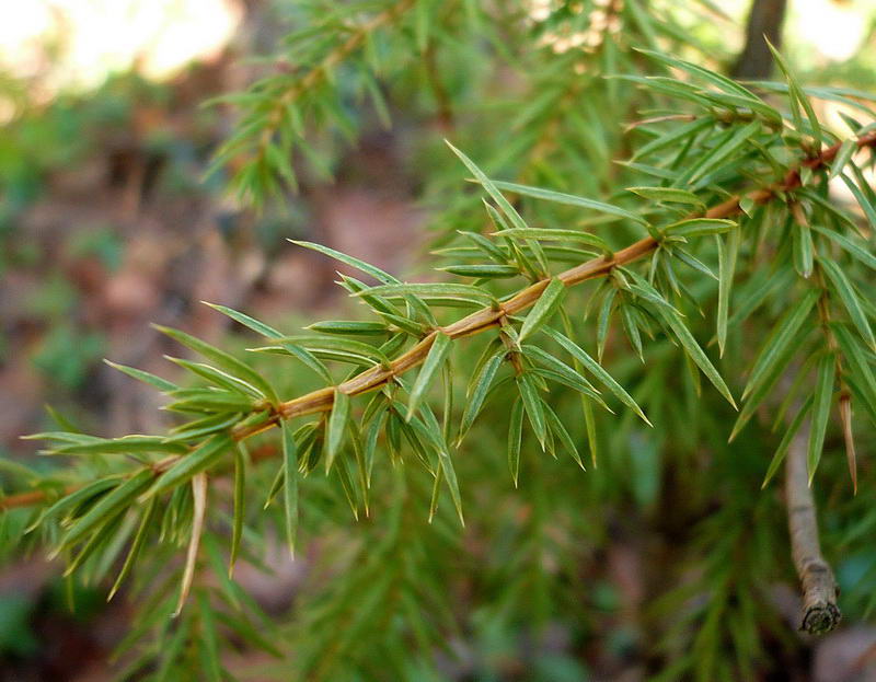 Изображение особи Juniperus communis.