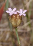 Petrorhagia prolifera