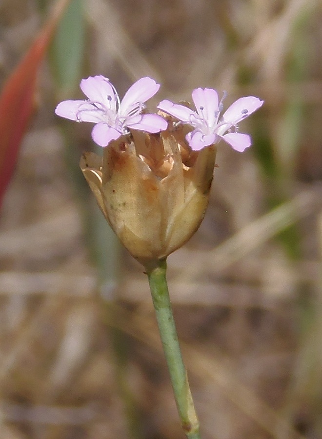 Image of Petrorhagia prolifera specimen.