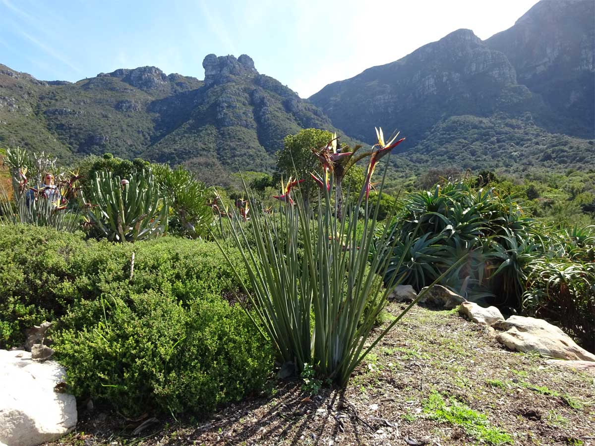 Image of Strelitzia juncea specimen.