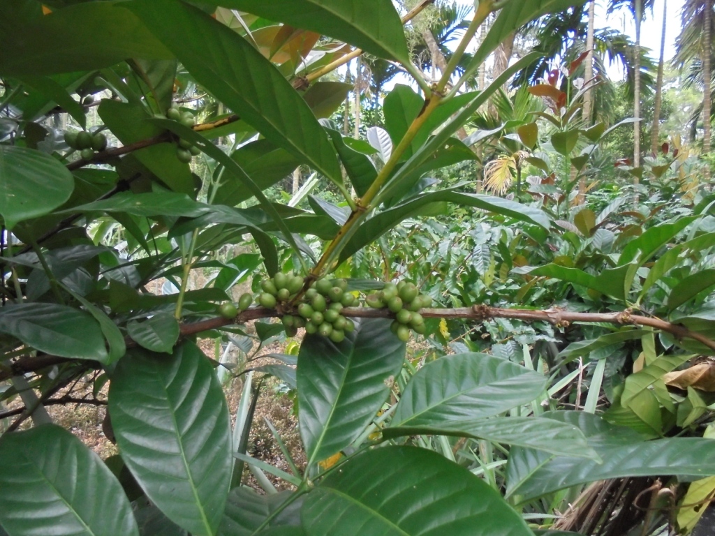 Image of Coffea arabica specimen.