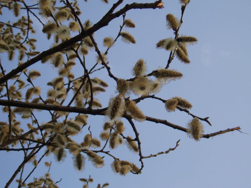 Image of Salix caprea specimen.