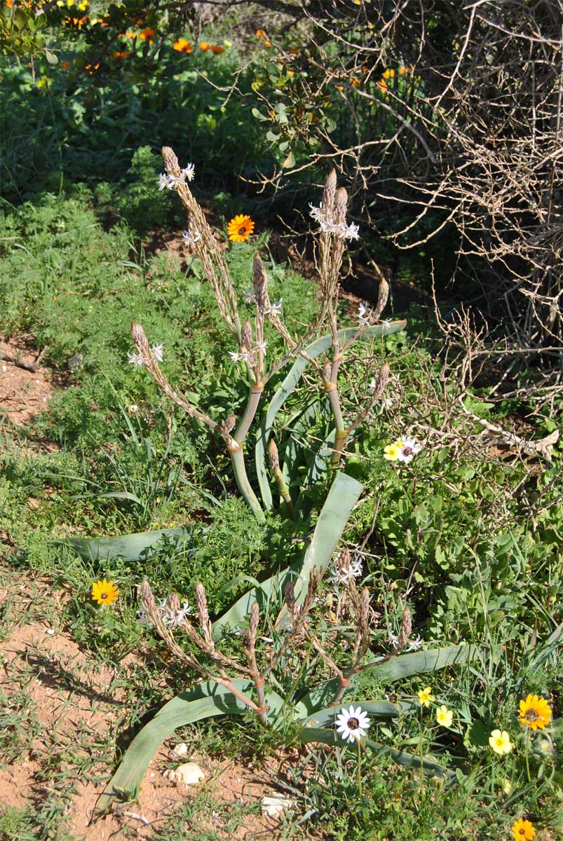 Image of Trachyandra falcata specimen.