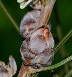 Hakea scoparia