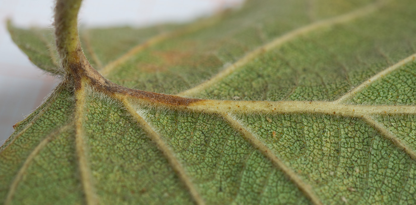 Изображение особи Betula papyrifera.