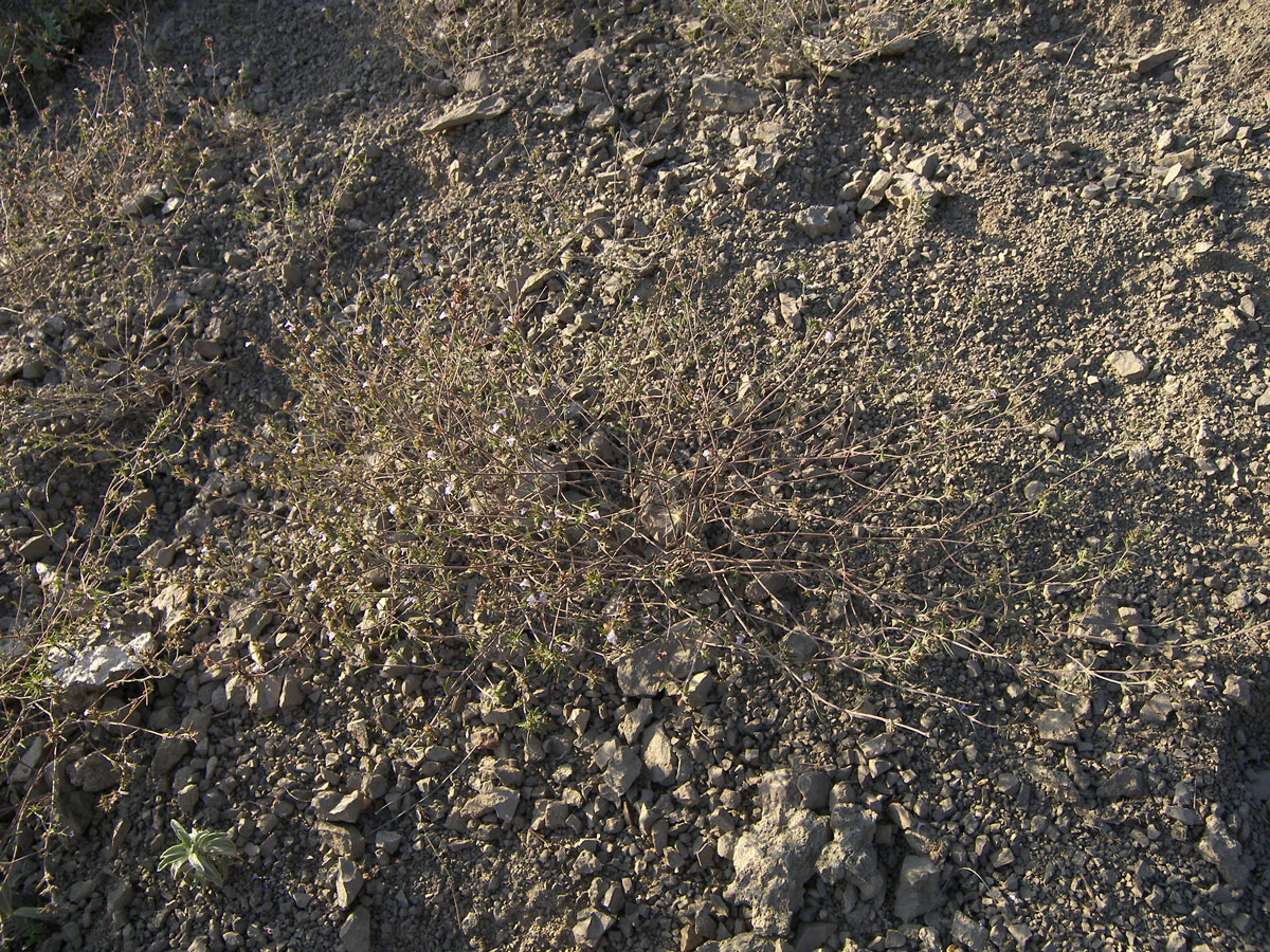 Image of Satureja zuvandica specimen.