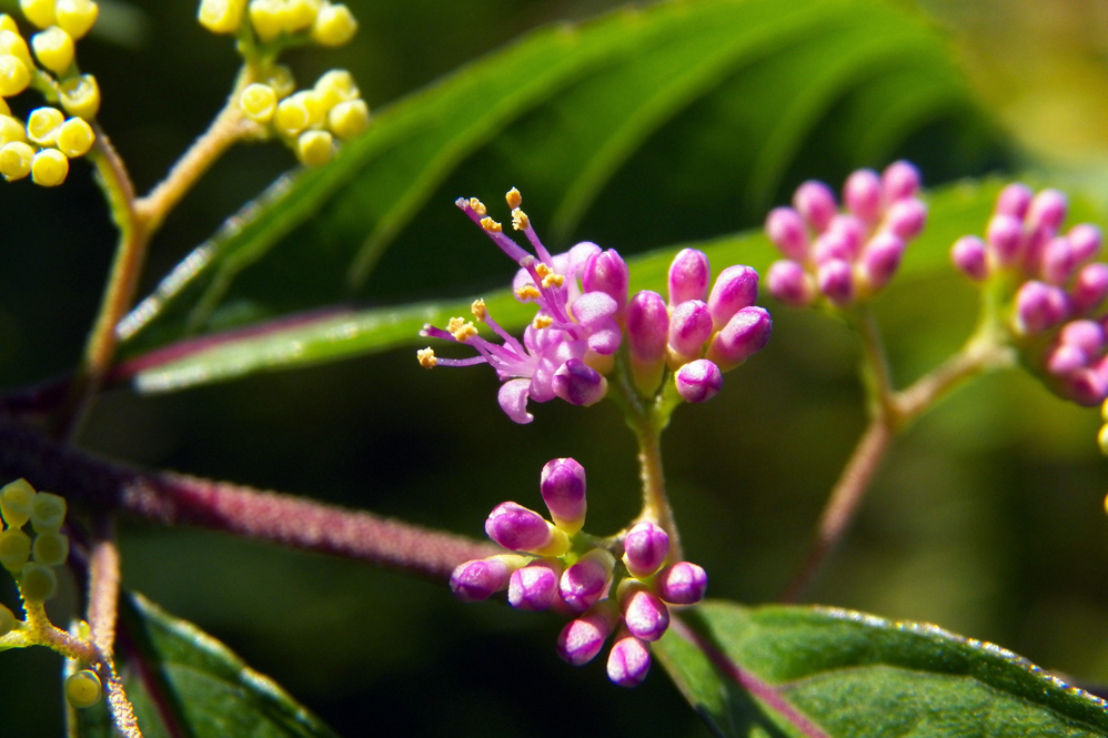 Изображение особи род Callicarpa.