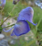 Aconitum nasutum. Цветок. Кабардино-Балкария, Эльбрусский р-н, окр. пос. Эльбрус, ок. 1900 м н.у.м., каменистое место. 27.07.2017.