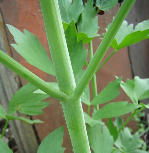 Image of Levisticum officinale specimen.