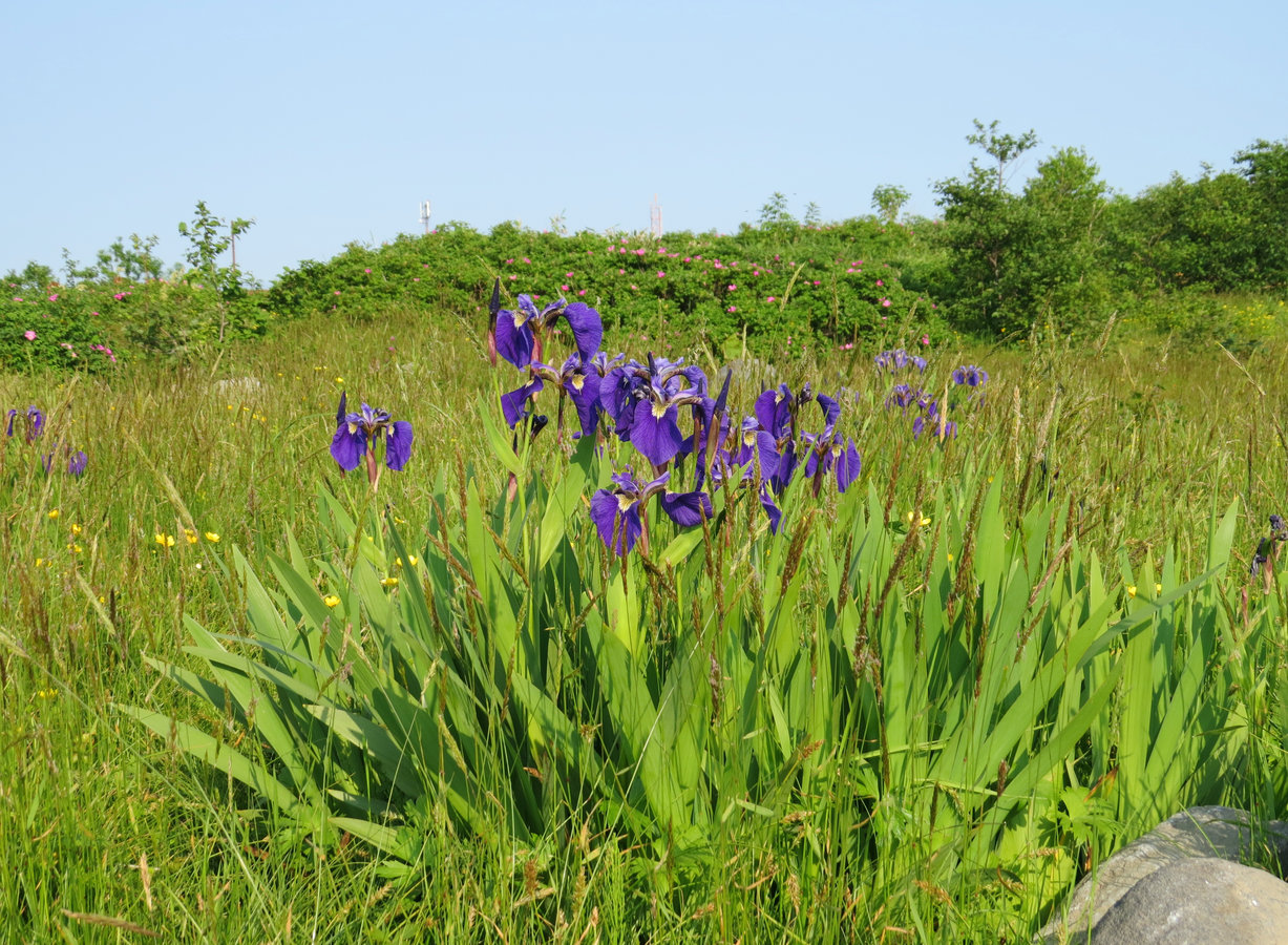 Image of Iris setosa specimen.