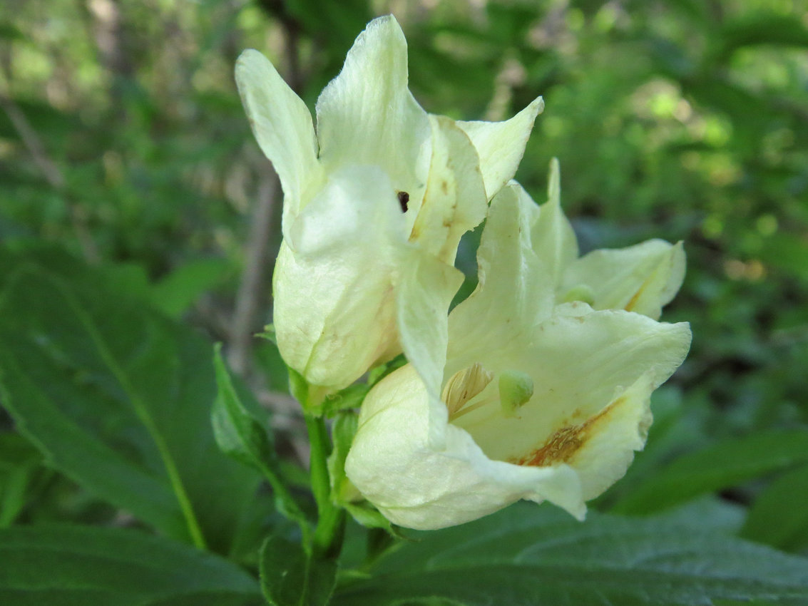 Image of Weigela middendorffiana specimen.