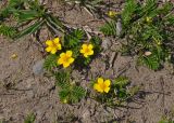 Potentilla anserina. Цветущие растения. Монголия, аймак Уверхангай, долина р. Орхон, ≈ 1500 м н.у.м., песчаный берег реки. 02.06.2017.