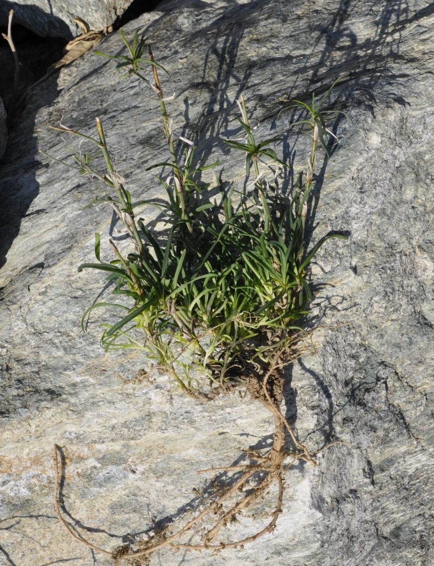 Изображение особи Petrorhagia illyrica ssp. haynaldiana.