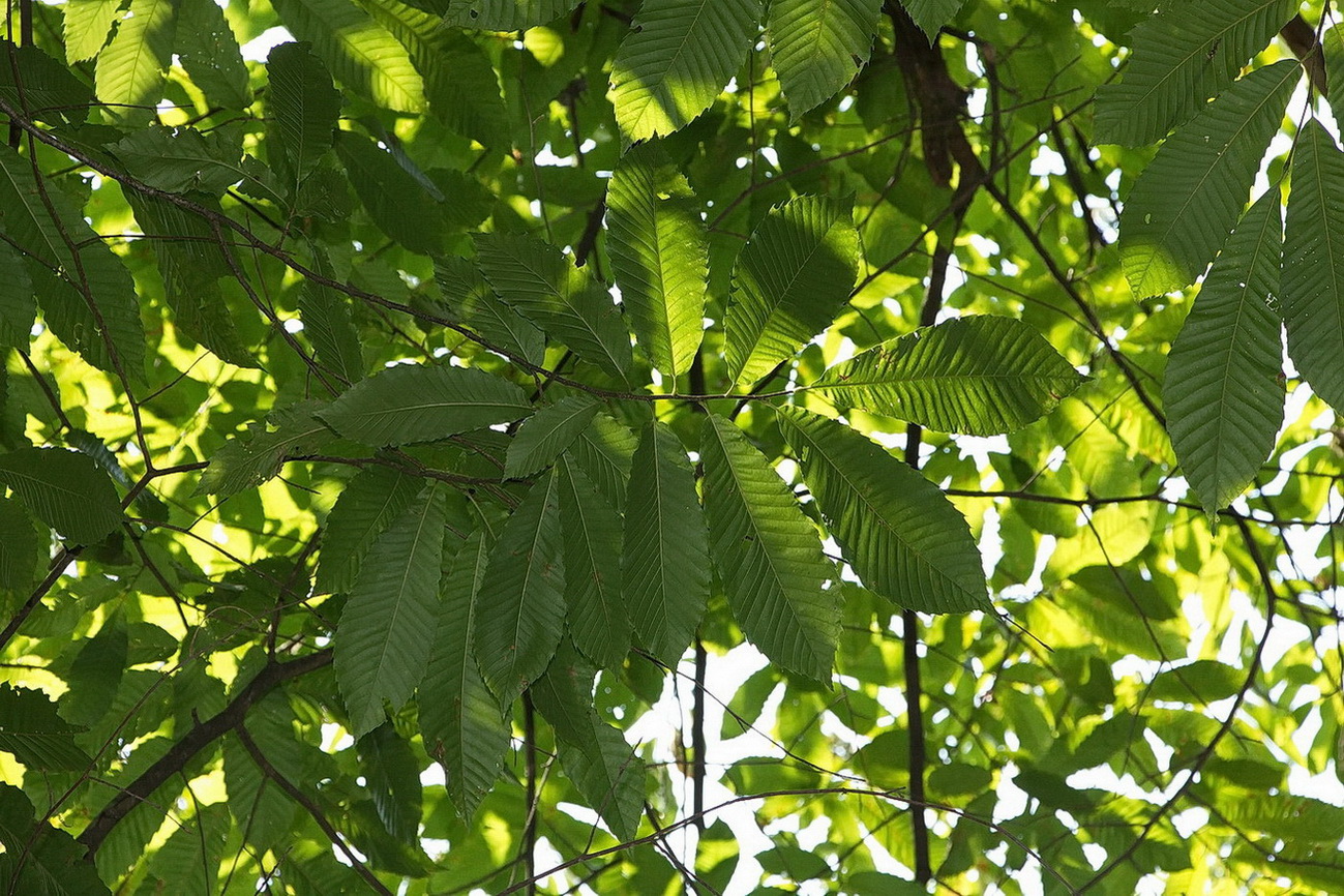 Image of Castanea sativa specimen.