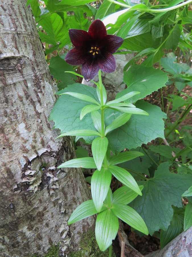 Image of Fritillaria camschatcensis specimen.