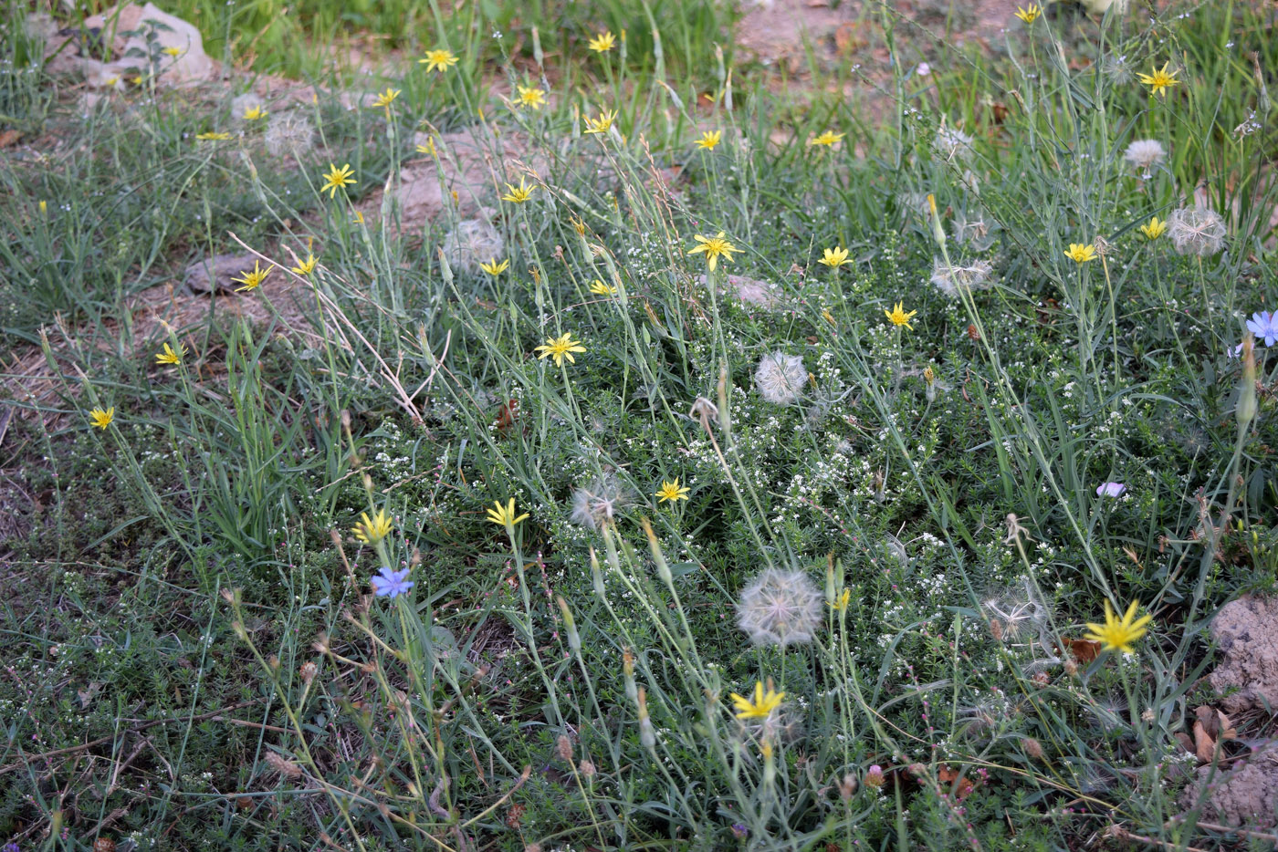 Image of Tragopogon graminifolius specimen.