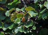 Actinidia chinensis разновидность deliciosa. Верхушка побега с плодом. Абхазия, Гудаутский р-н, Новый Афон, в культуре. 18.07.2017.