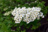 Spiraea media. Соцветие. Свердловская обл., окр. г. Североуральск, правый берег канала Дублёр, подножие известняковой скалы. 14.06.2017.