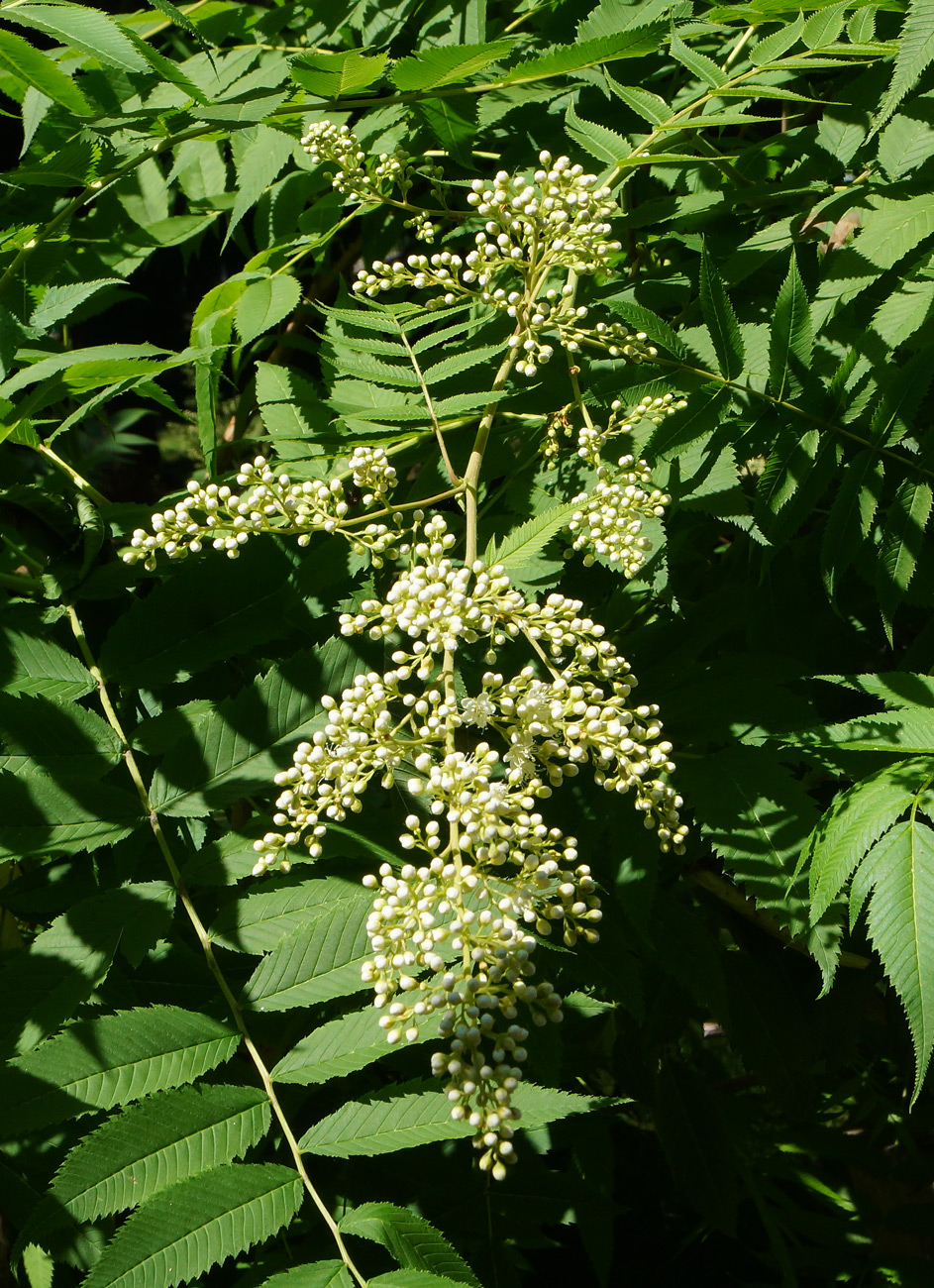 Image of Sorbaria sorbifolia specimen.