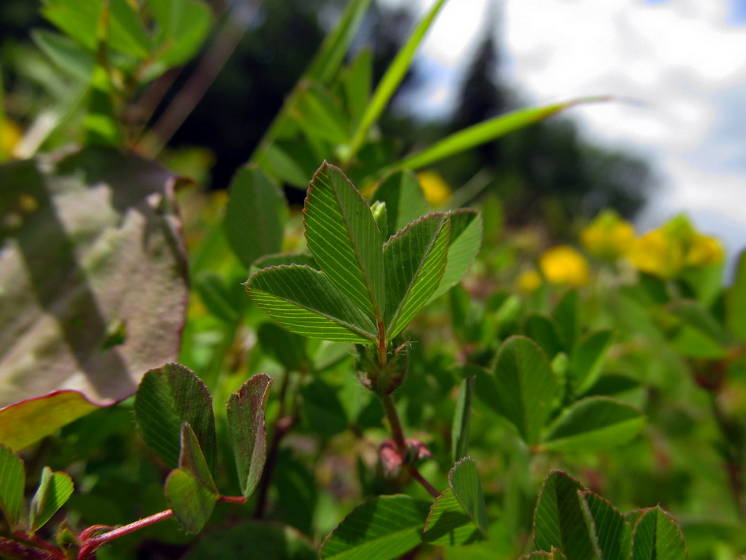 Image of Trifolium campestre specimen.