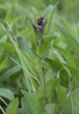 Bupleurum longifolium подвид vapincense. Верхушка зацветающего растения. Чехия, Оломоуцкий край, природный заповедник Jeseníky, субальпийский луг. 15.06.2017.