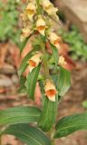 Digitalis schischkinii. Часть соцветия. Краснодарский край, м/о город-курорт Сочи, окр. с. Эстосадок, хребет Псехако, пихтово-буковый лес, выс. ≈ 1750 м н.у.м. 28 октября 2017 г.