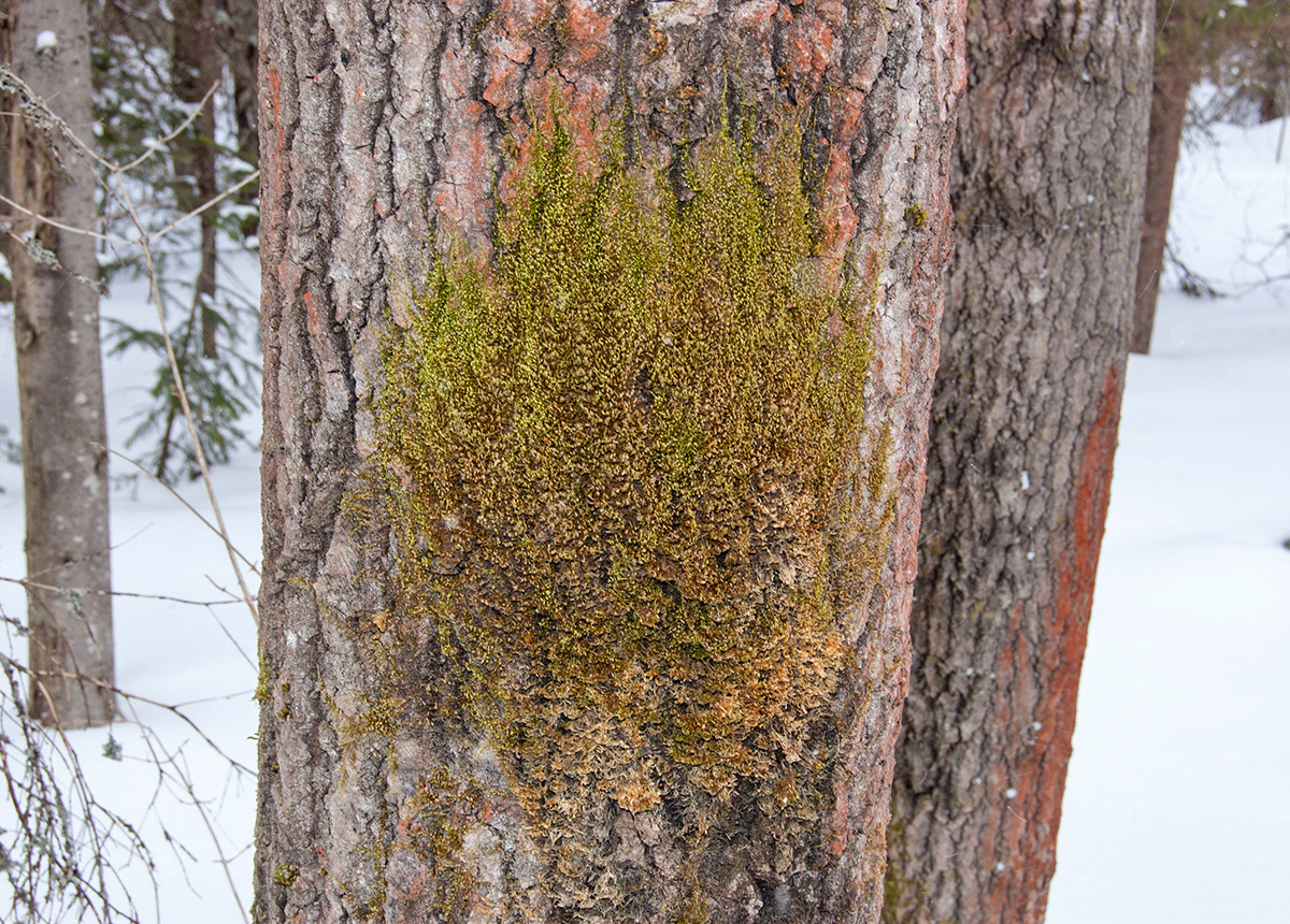 Image of Pylaisia polyantha specimen.